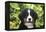 Bernese Mountain Dog 08-Bob Langrish-Framed Premier Image Canvas