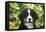 Bernese Mountain Dog 08-Bob Langrish-Framed Premier Image Canvas