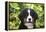 Bernese Mountain Dog 08-Bob Langrish-Framed Premier Image Canvas