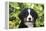 Bernese Mountain Dog 08-Bob Langrish-Framed Premier Image Canvas