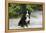 Bernese Mountain Dog 19-Bob Langrish-Framed Premier Image Canvas