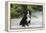 Bernese Mountain Dog 19-Bob Langrish-Framed Premier Image Canvas