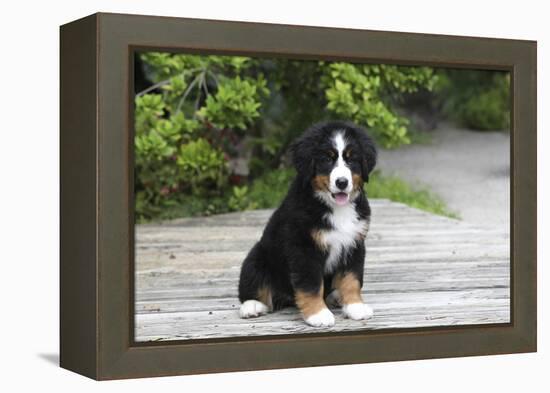 Bernese Mountain Dog 19-Bob Langrish-Framed Premier Image Canvas