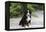 Bernese Mountain Dog 19-Bob Langrish-Framed Premier Image Canvas
