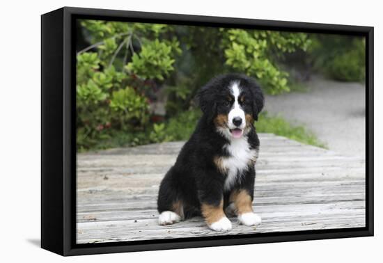 Bernese Mountain Dog 19-Bob Langrish-Framed Premier Image Canvas