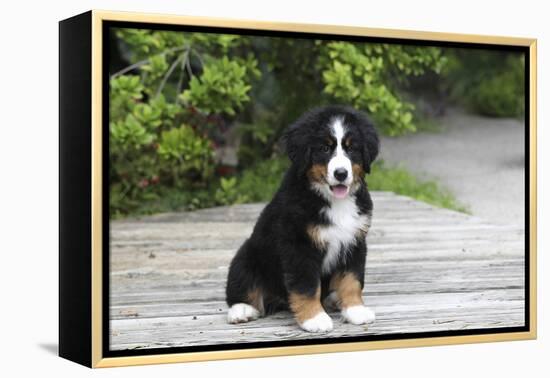 Bernese Mountain Dog 19-Bob Langrish-Framed Premier Image Canvas