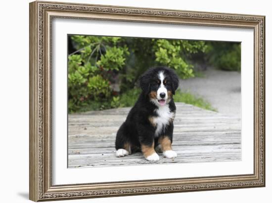 Bernese Mountain Dog 19-Bob Langrish-Framed Photographic Print