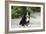 Bernese Mountain Dog 19-Bob Langrish-Framed Photographic Print