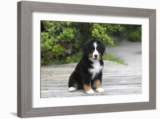 Bernese Mountain Dog 19-Bob Langrish-Framed Photographic Print