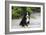 Bernese Mountain Dog 19-Bob Langrish-Framed Photographic Print