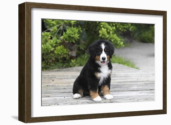 Bernese Mountain Dog 19-Bob Langrish-Framed Photographic Print