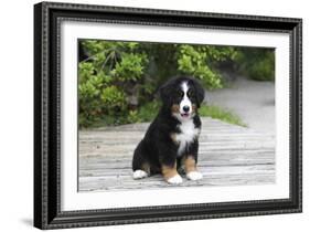 Bernese Mountain Dog 19-Bob Langrish-Framed Photographic Print
