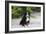 Bernese Mountain Dog 19-Bob Langrish-Framed Photographic Print