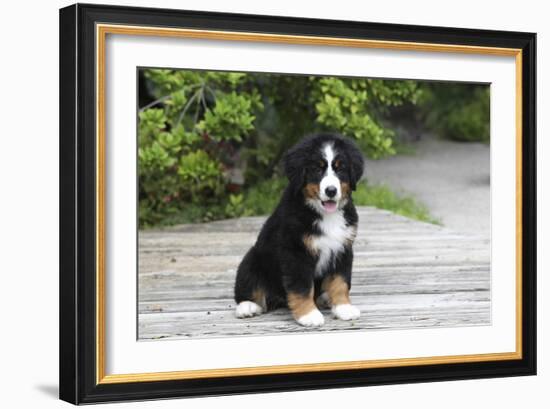 Bernese Mountain Dog 19-Bob Langrish-Framed Photographic Print