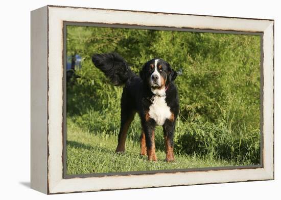 Bernese Mountain Dog 21-Bob Langrish-Framed Premier Image Canvas