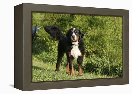 Bernese Mountain Dog 21-Bob Langrish-Framed Premier Image Canvas