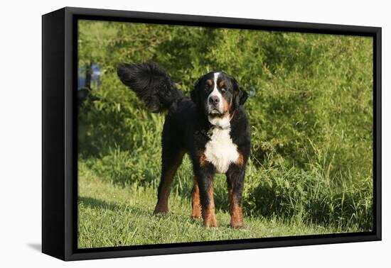 Bernese Mountain Dog 21-Bob Langrish-Framed Premier Image Canvas