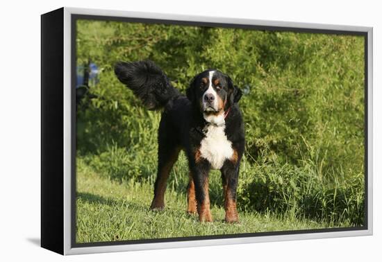 Bernese Mountain Dog 21-Bob Langrish-Framed Premier Image Canvas