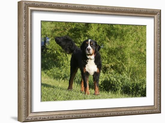 Bernese Mountain Dog 21-Bob Langrish-Framed Photographic Print