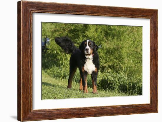 Bernese Mountain Dog 21-Bob Langrish-Framed Photographic Print