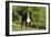 Bernese Mountain Dog 21-Bob Langrish-Framed Photographic Print