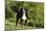 Bernese Mountain Dog 21-Bob Langrish-Mounted Photographic Print