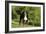 Bernese Mountain Dog 21-Bob Langrish-Framed Photographic Print