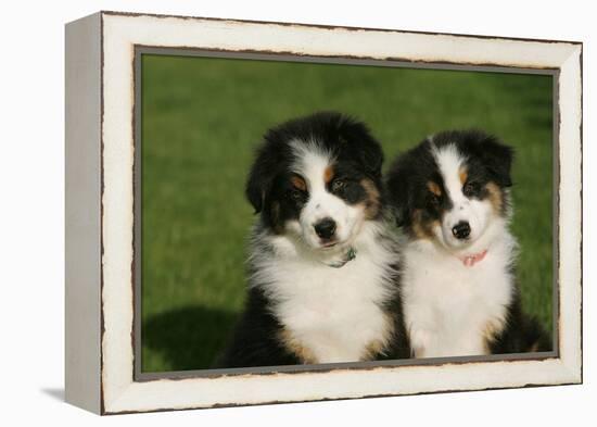 Bernese Mountain Dog 24-Bob Langrish-Framed Premier Image Canvas