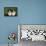 Bernese Mountain Dog 24-Bob Langrish-Framed Premier Image Canvas displayed on a wall