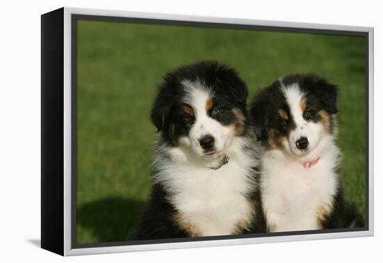 Bernese Mountain Dog 24-Bob Langrish-Framed Premier Image Canvas