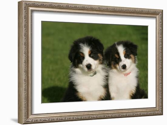 Bernese Mountain Dog 24-Bob Langrish-Framed Photographic Print