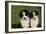 Bernese Mountain Dog 24-Bob Langrish-Framed Photographic Print