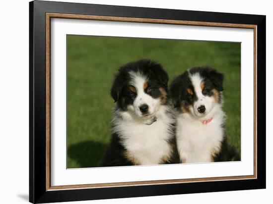 Bernese Mountain Dog 24-Bob Langrish-Framed Photographic Print