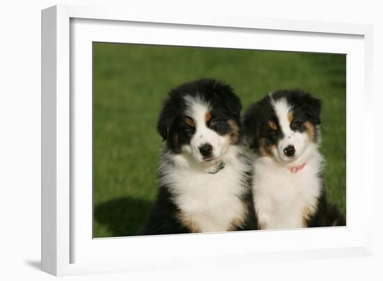 Bernese Mountain Dog 24-Bob Langrish-Framed Photographic Print