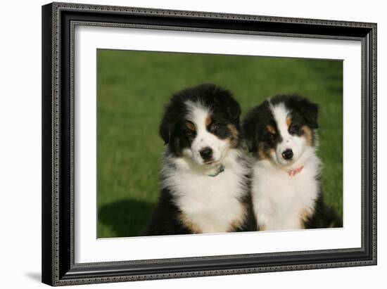 Bernese Mountain Dog 24-Bob Langrish-Framed Photographic Print