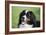 Bernese Mountain Dog 38-Bob Langrish-Framed Photographic Print