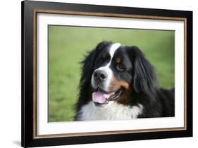 Bernese Mountain Dog 38-Bob Langrish-Framed Photographic Print