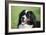 Bernese Mountain Dog 38-Bob Langrish-Framed Photographic Print