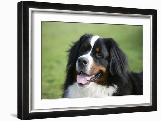 Bernese Mountain Dog 38-Bob Langrish-Framed Photographic Print