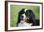 Bernese Mountain Dog 38-Bob Langrish-Framed Photographic Print
