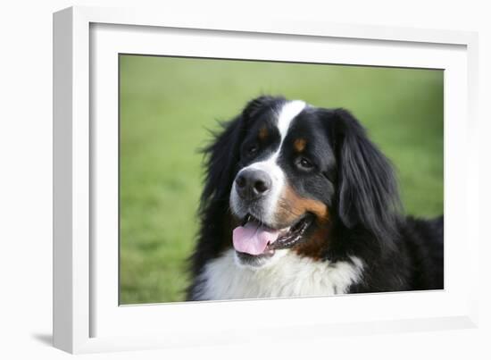 Bernese Mountain Dog 38-Bob Langrish-Framed Photographic Print