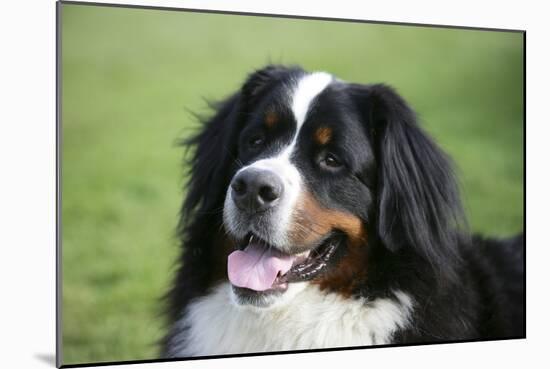 Bernese Mountain Dog 38-Bob Langrish-Mounted Photographic Print