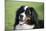 Bernese Mountain Dog 38-Bob Langrish-Mounted Photographic Print