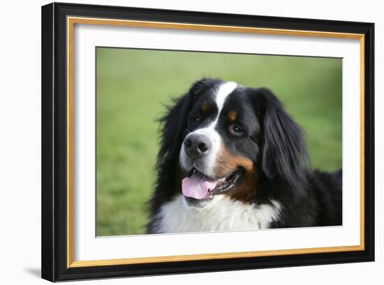 Bernese Mountain Dog 38-Bob Langrish-Framed Photographic Print