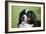 Bernese Mountain Dog 38-Bob Langrish-Framed Photographic Print