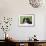 Bernese Mountain Dog 38-Bob Langrish-Framed Photographic Print displayed on a wall