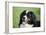 Bernese Mountain Dog 38-Bob Langrish-Framed Photographic Print