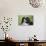 Bernese Mountain Dog 38-Bob Langrish-Photographic Print displayed on a wall