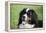 Bernese Mountain Dog 38-Bob Langrish-Framed Premier Image Canvas