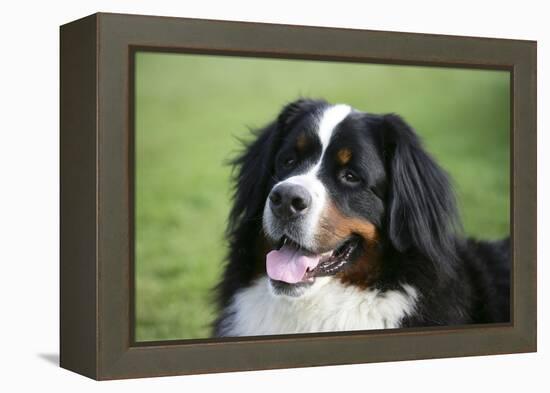 Bernese Mountain Dog 38-Bob Langrish-Framed Premier Image Canvas